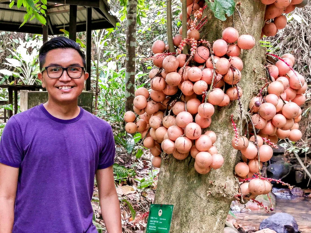 Pison stands next to a liposu or buah asam pahong tree at Kinabalu Park. The fruit is sweet and sour, as a lot of native fruits are. Photo: Pison Jaujip 