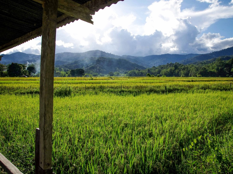 A rice field in Ba'kelalan, Sarawak