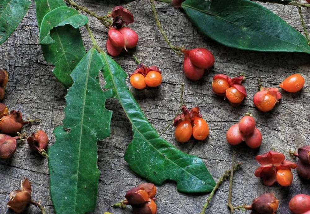 Tanggianggi, tengaranuk, atau angil manuk adalah sejenis beri masam yang endemik di Sabah. Pison berkata yang bau buah ini seperti buah markisa dan vanilla. Gambar ihsan: Ropuhan di Tanak Wagu