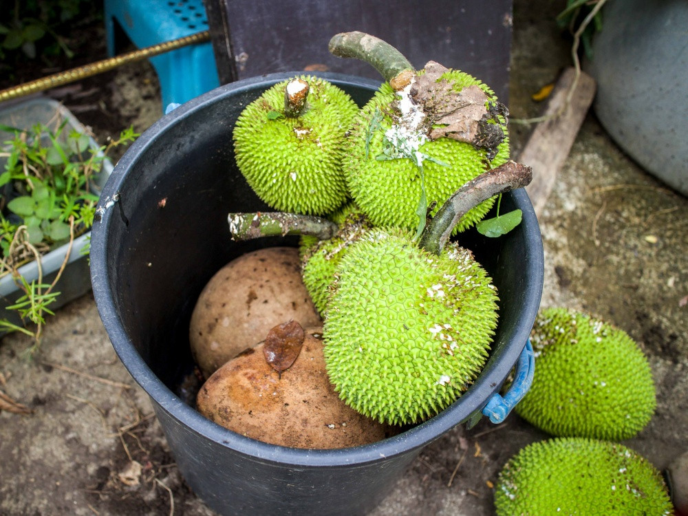 Buah segar yang dipetik Pn Norhanida. Bambangan (bawah) dan kamansi atau sukun atau breadfruit (atas). Dia menyebut yang kamansi masak lemak cara yang sedap untuk menikmati buah tersebut. Gambar ihsan: Natasha Sim