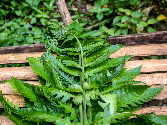 Ber'as or pucuk paku uban, or paku papan. 