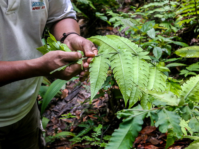 Ber'as or pucuk paku uban, or paku papan, out in the wild.