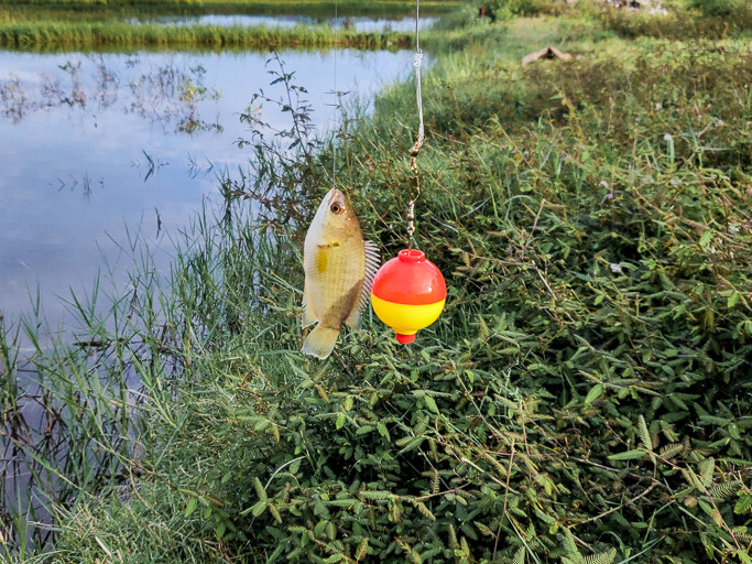 A small ikan puyu displayed next to a red and yellow floater, both attached to a fishing line. In the background is greenery and the brackish water of a paddy field.