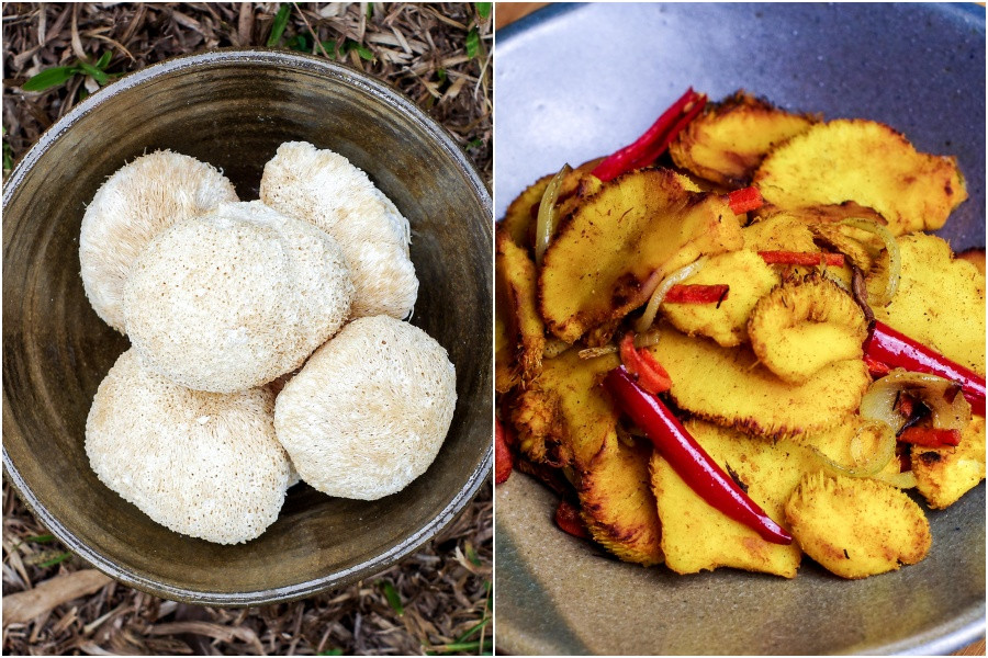 Cendawan lion's mane mentah (kiri) dan dimasak dengan kunyit (kanan) untuk menyerupai daging. 