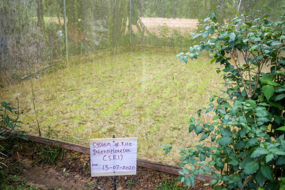 Kivatu Nature Farm (KNF) mengkaji cara penanaman padi System of Rice Intensification (SRI) untuk meningkatkan hasil pertanian. Gambar ihsan: Natasha Sim